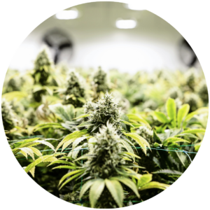 Washington DC Cannabis