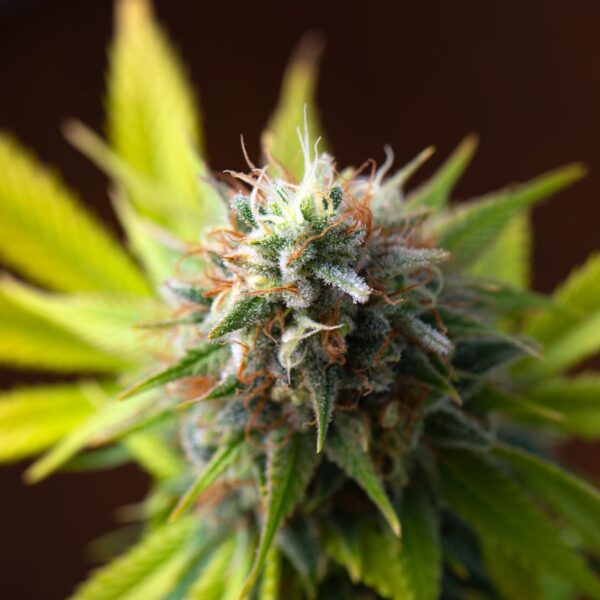 cannabis flower