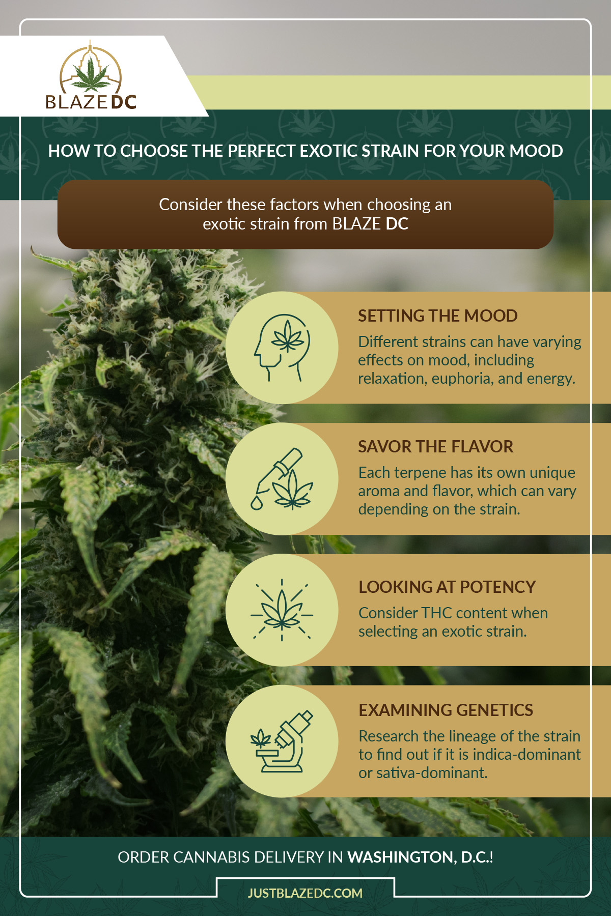 How to Choose the Perfect Exotic Strain for Your Mood Infographic