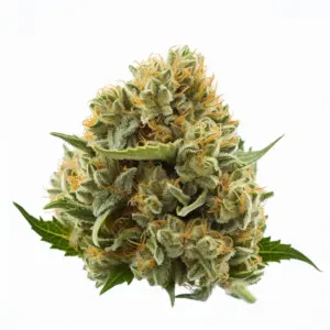 Bubba Kush Strain in Washington DC