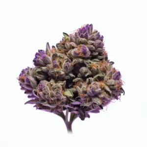 Grandaddy Purple Cannabis Strain in Washington DC