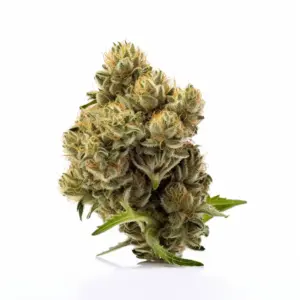 Kosher Kush Strain
