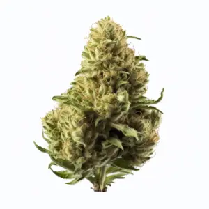 Northern Lights Strain