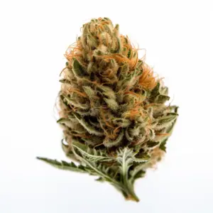 Platinum Kush Strain