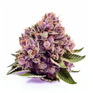 Purple Punch Strain