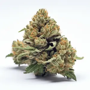 Sweet Island Skunk Strain