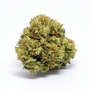Cactus cannabis strain