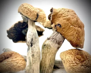 NEW! Pearly Gates Mushrooms