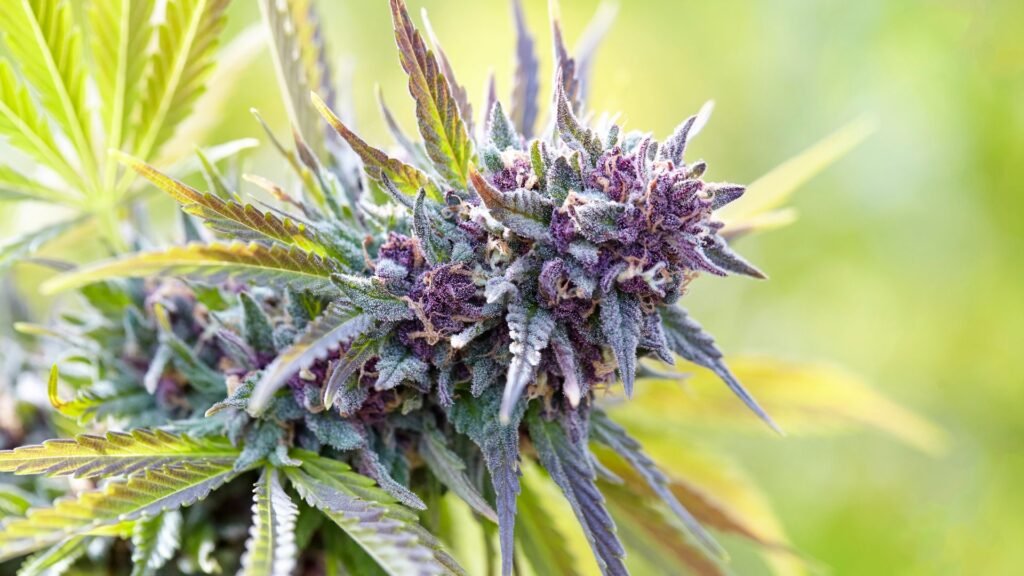 exotic cannabis strain