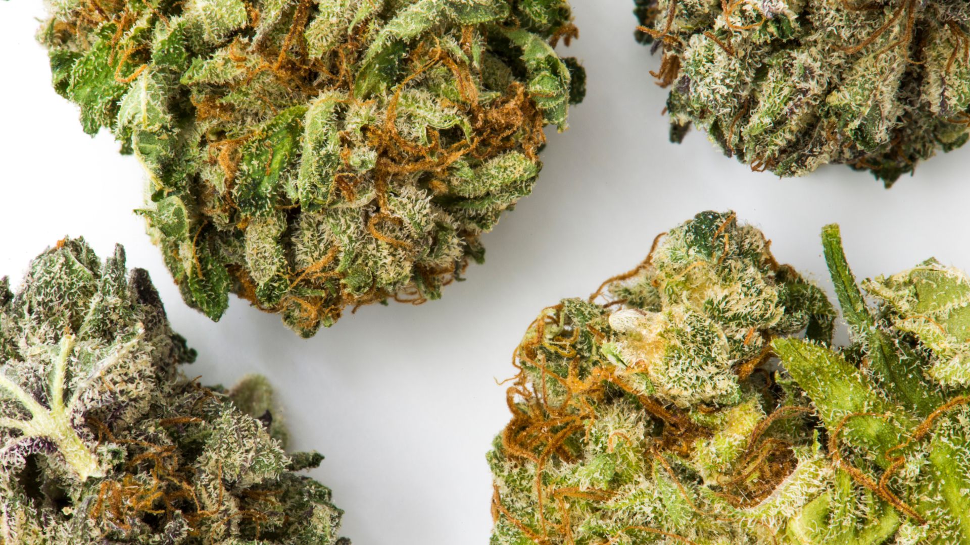 gelato strain