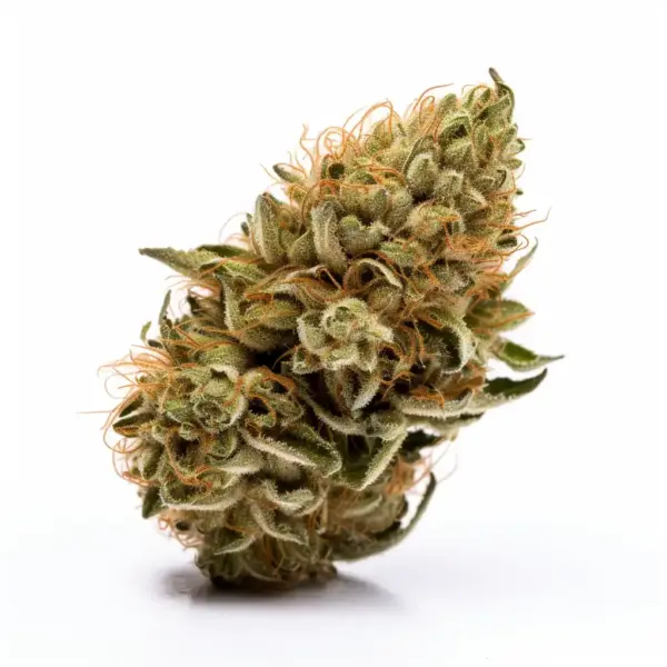 Panama Red Strain