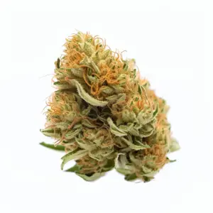 White Widow Strain