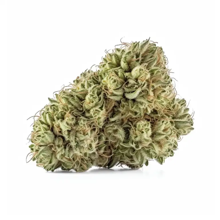 Biscotti Cannabis Strain
