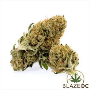 Lemon Cherry Gelato Hybrid Flower