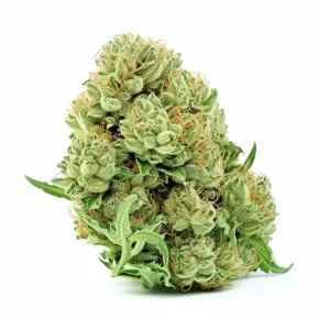 Limon Sativa Strain Review