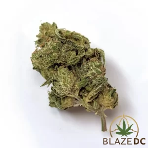 Cheetah Piss Cannabis Strain in Washington DC