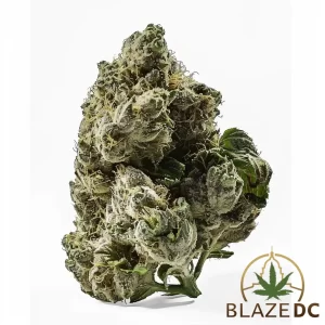 Girl Scout Cookies Cannabis Strain Washington DC