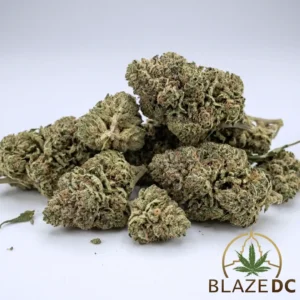 Bacio Gelato Hybrid Flower