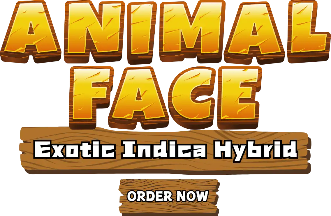 Animal Face Exotic Indica Hybrid Flower