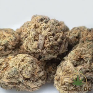 Mai Tai Hybrid Flower