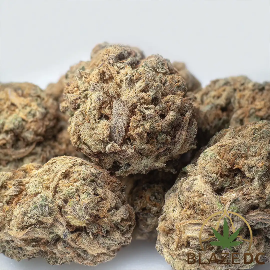 Mai Tai Hybrid Flower