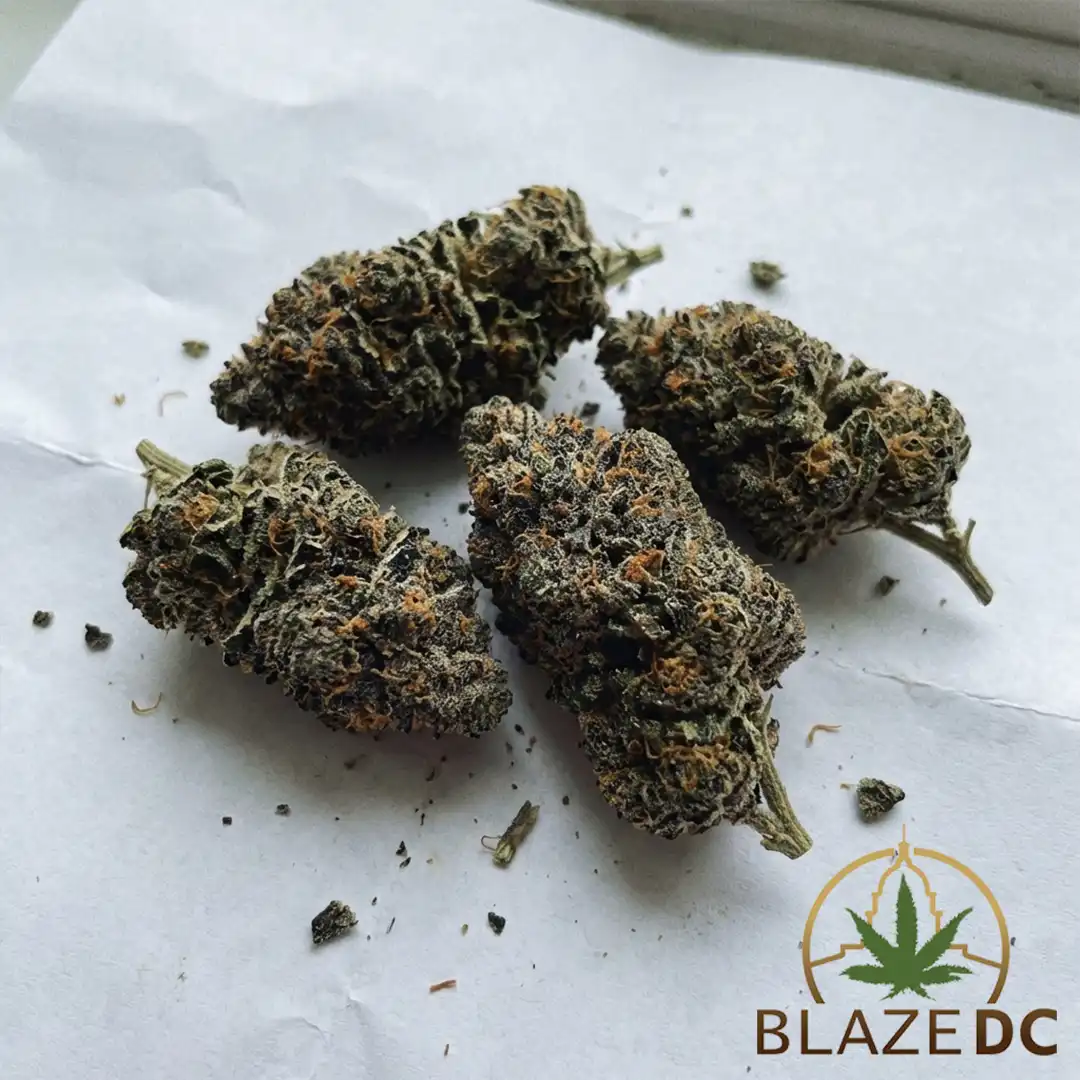 Gas Mask Cannabis Strain