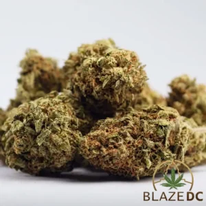 Chocolope Cannabis Strain Blaze DC