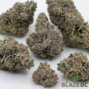 Gastro Pop Hybrid Cannabis Strain
