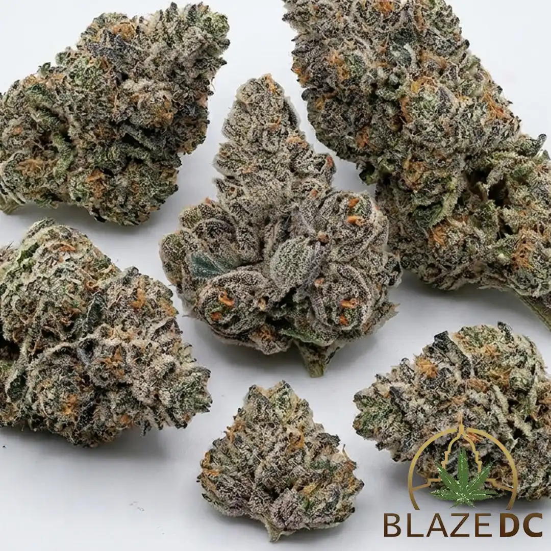 Gastro Pop Hybrid Cannabis Strain