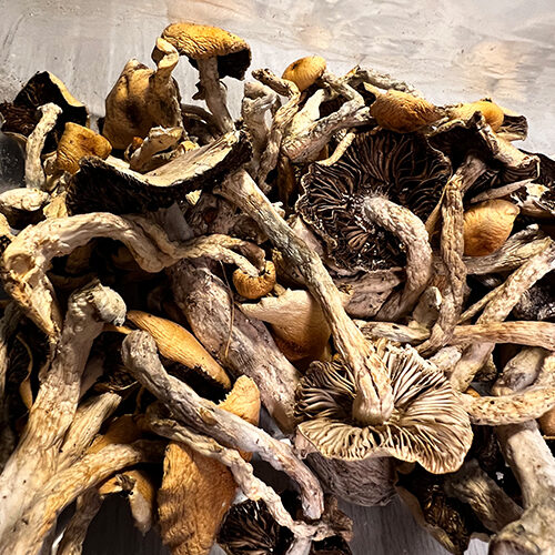 image of mushrooms